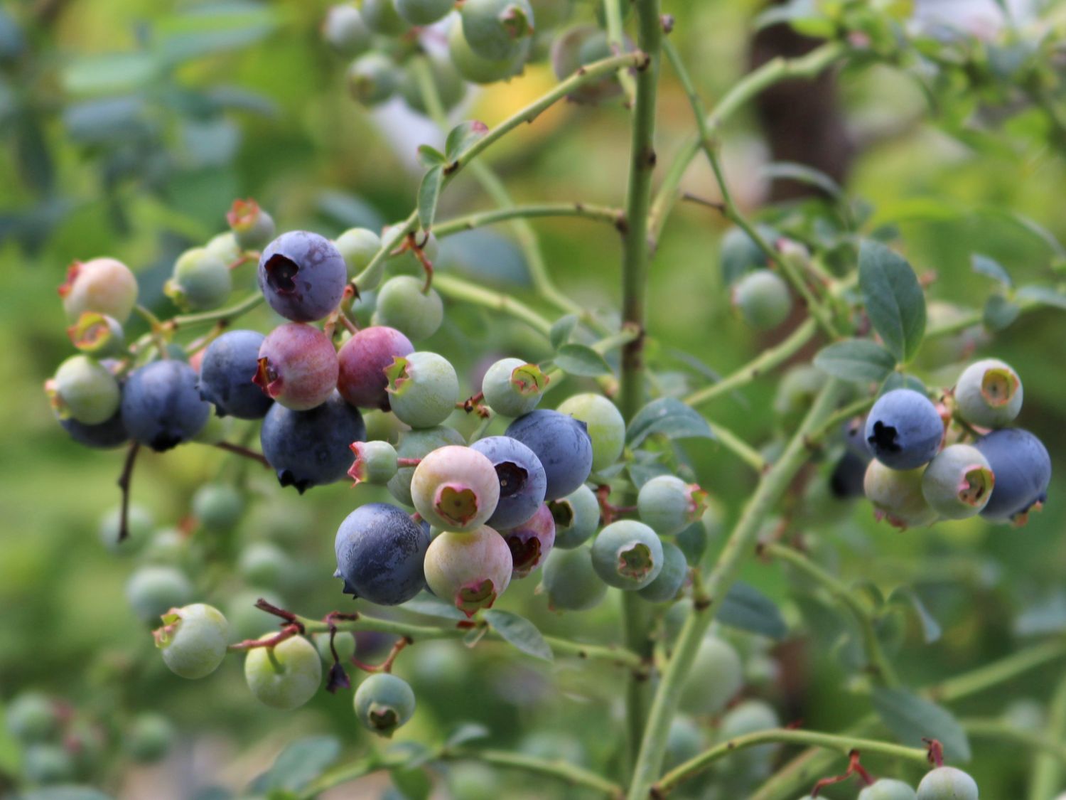 Heidelbeere BRAZEL BERRY ® 'PINK BREEZE' ® - Vaccinium angustifolium BRAZEL BERRY ® 'PINK BREEZE' ®