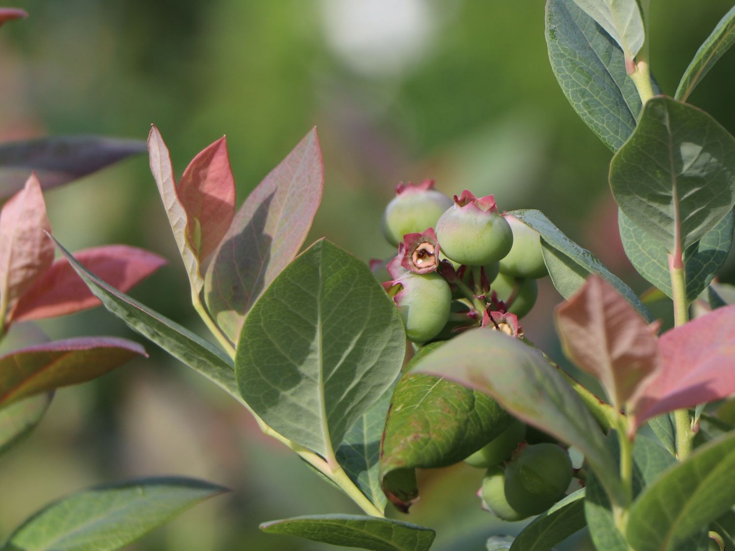 Heidelbeere BRAZEL BERRY ® 'PINK BREEZE' ® - Vaccinium angustifolium BRAZEL BERRY ® 'PINK BREEZE' ®