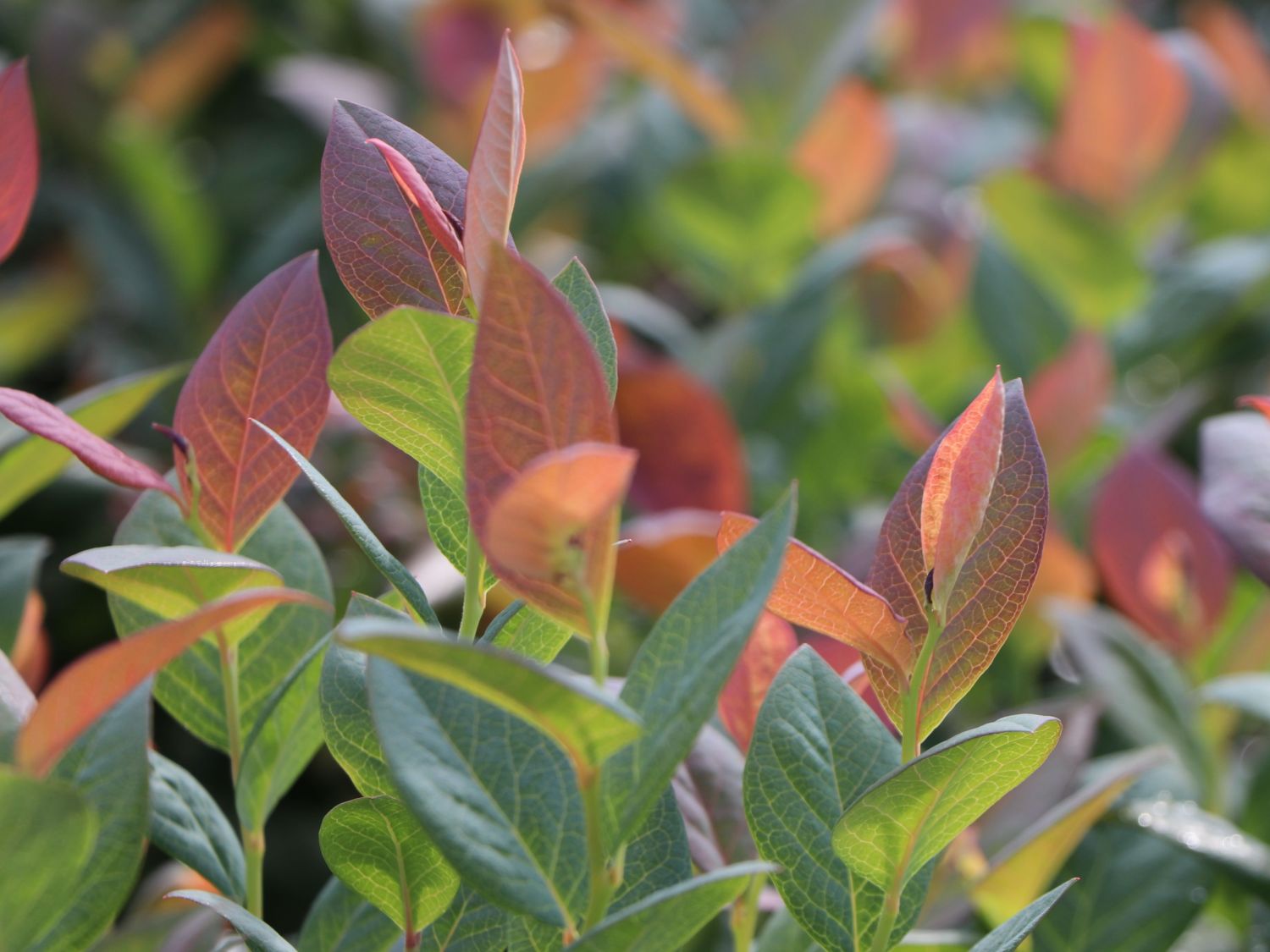 Heidelbeere BRAZEL BERRY ® 'PINK BREEZE' ® - Vaccinium angustifolium BRAZEL BERRY ® 'PINK BREEZE' ®