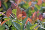 Heidelbeere BRAZEL BERRY ® 'PINK BREEZE' ® - Vaccinium angustifolium BRAZEL BERRY ® 'PINK BREEZE' ®