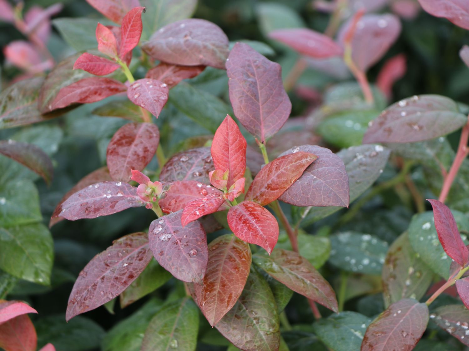 Heidelbeere BRAZEL BERRY ® 'PINK BREEZE' ® - Vaccinium angustifolium BRAZEL BERRY ® 'PINK BREEZE' ®