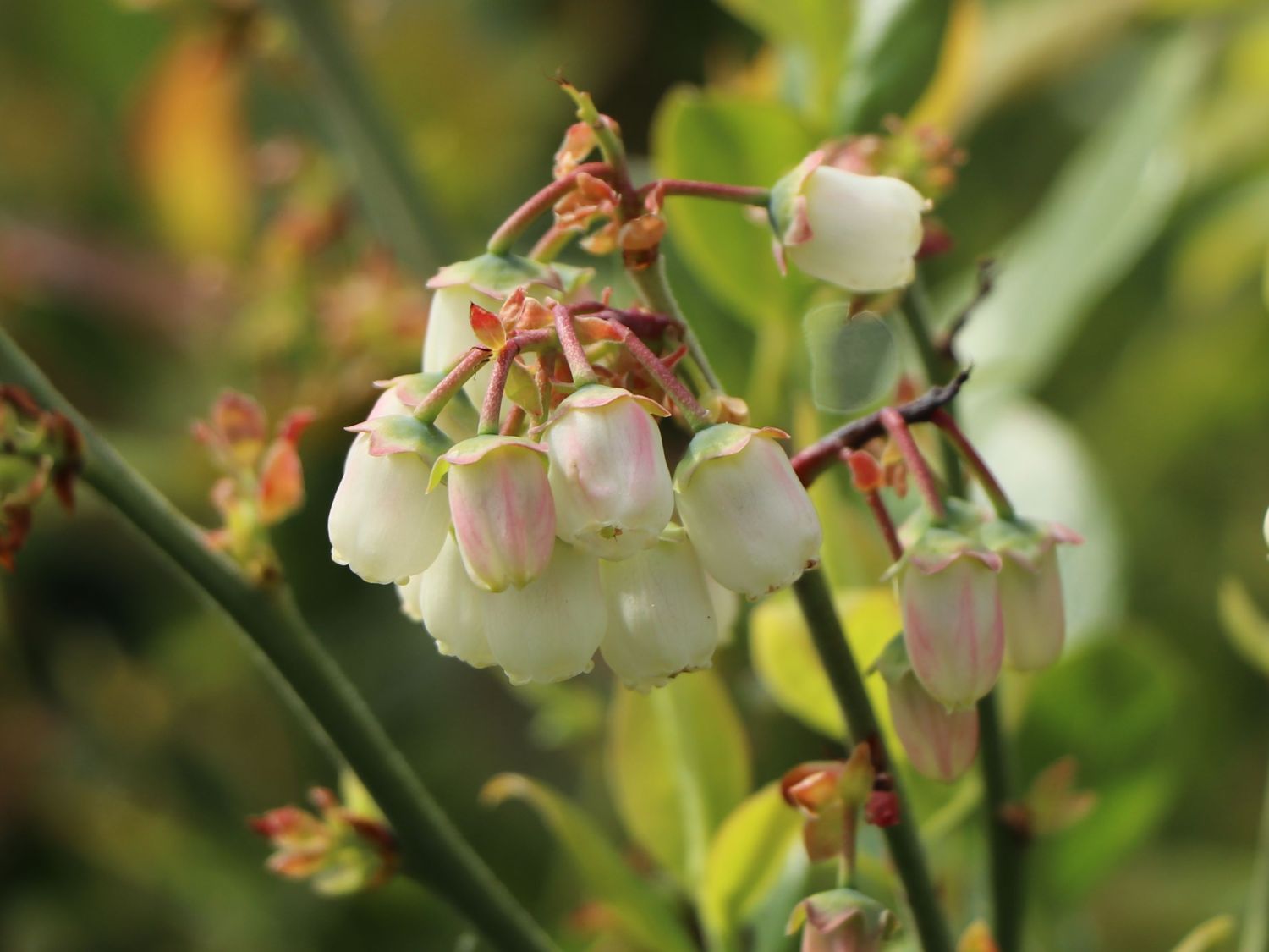 Heidelbeere BRAZEL BERRY ® 'PINK BREEZE' ® - Vaccinium angustifolium BRAZEL BERRY ® 'PINK BREEZE' ®