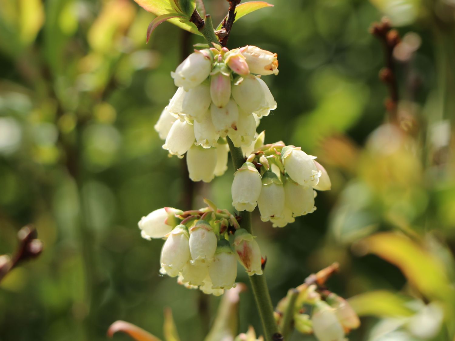 Heidelbeere 'Cabernet Splash' ® - Vaccinium corymbosum 'Cabernet Splash' ®