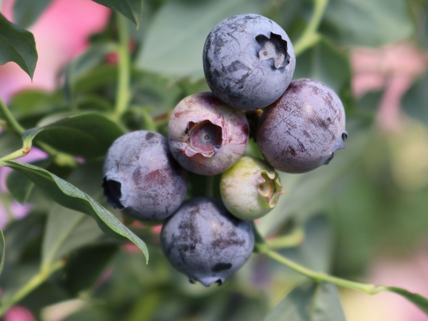 Heidelbeere 'Elisabeth' - Vaccinium corymbosum 'Elisabeth'