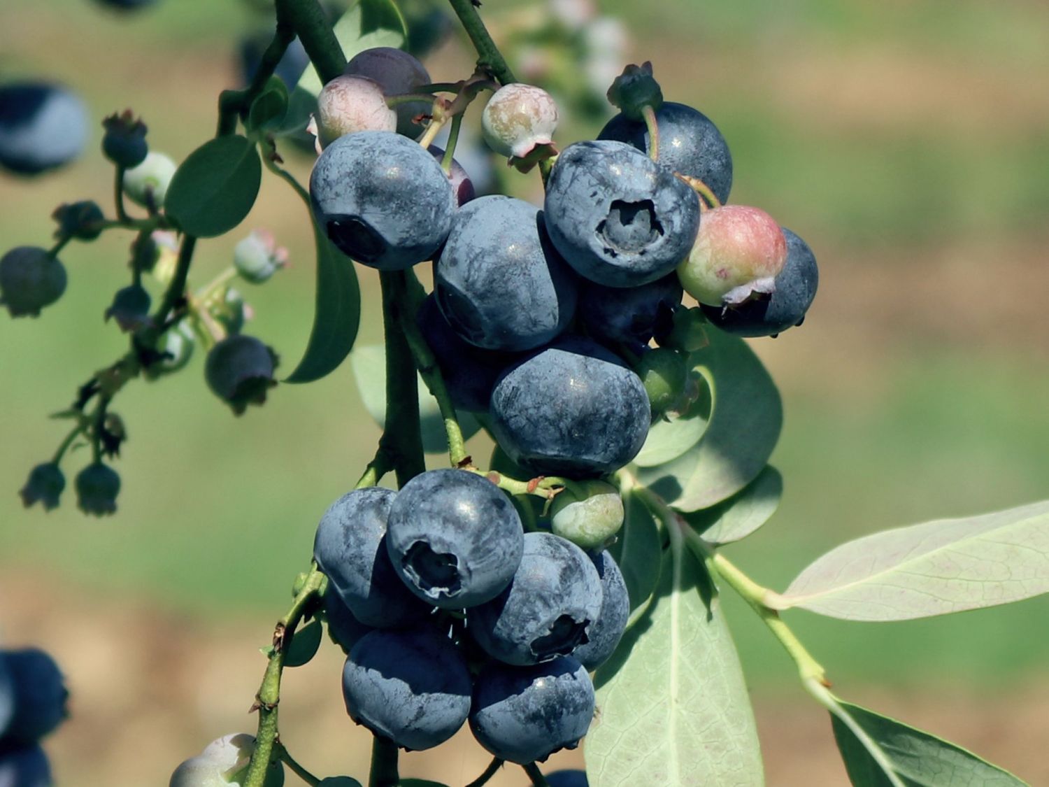 Heidelbeere 'Hardyblue' - Vaccinium corymbosum 'Hardyblue'