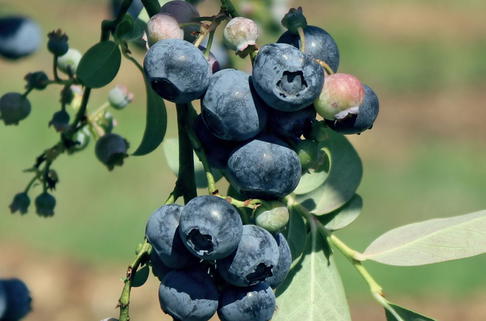 Heidelbeere 'Hardyblue' - Vaccinium corymbosum 'Hardyblue'