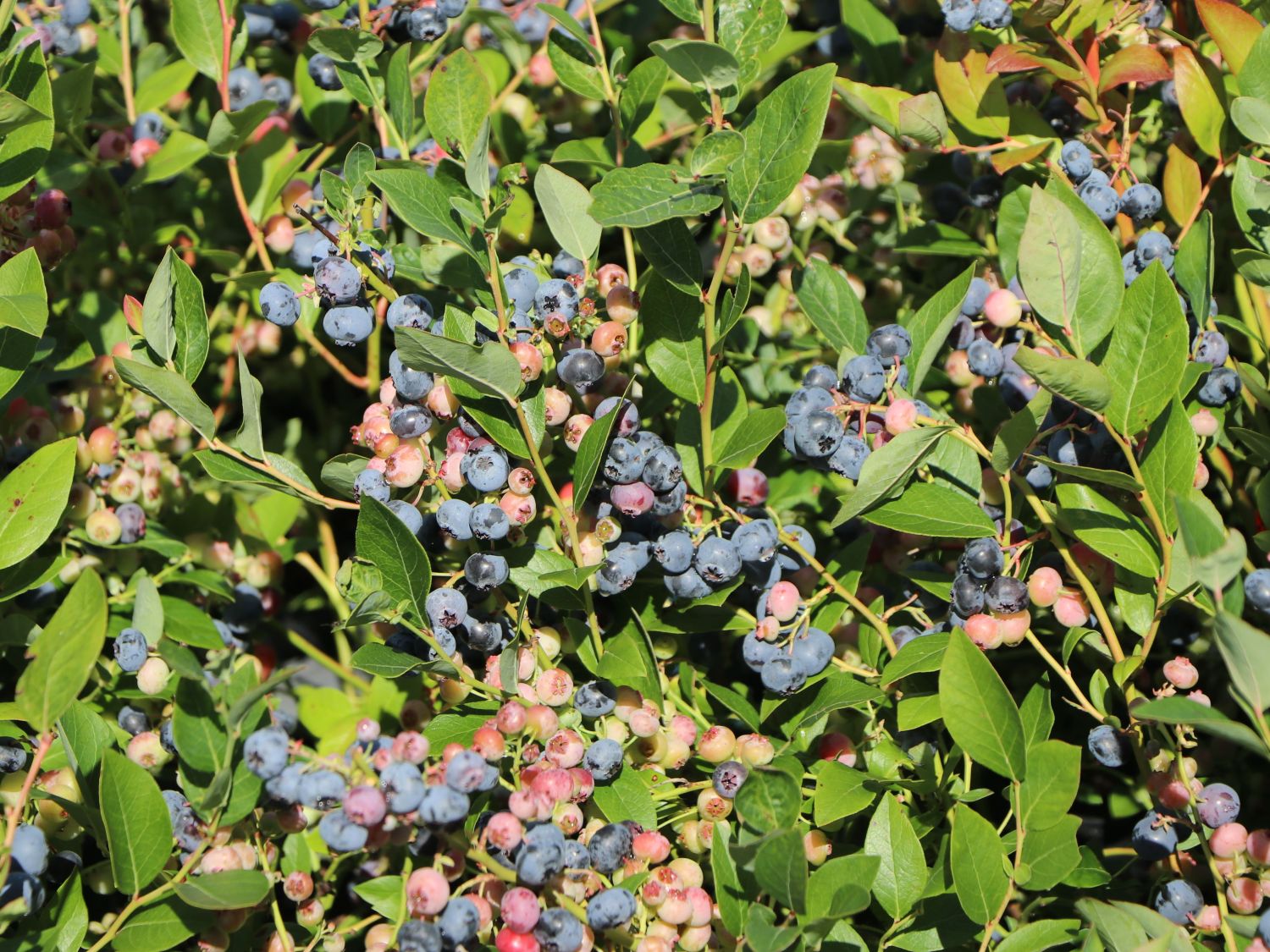 Heidelbeere 'Hortblue Petite' ® Vaccinium corymbosum 'Hortblue Petite