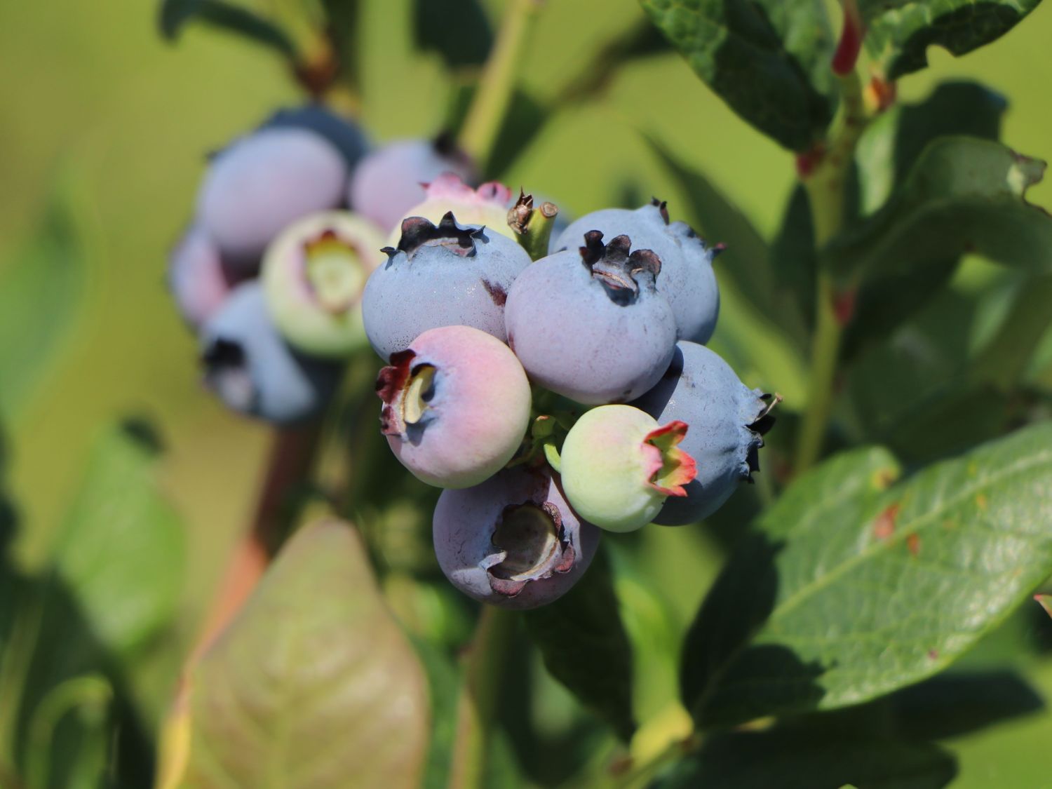 Heidelbeere 'Hortblue Poppins'