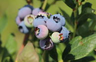 Heidelbeere 'Hortblue Poppins'