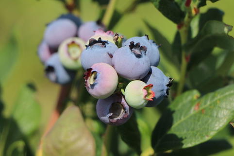 Heidelbeere 'Hortblue Poppins' - Vaccinium corymbosum 'Hortblue Poppins'