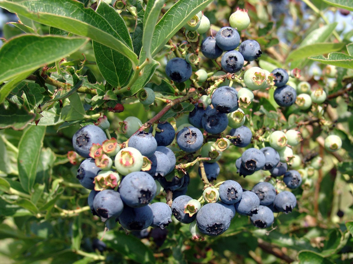 Heidelbeeren (Vaccinium)