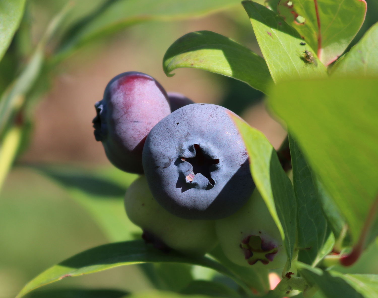 Heidelbeere 'Legacy'