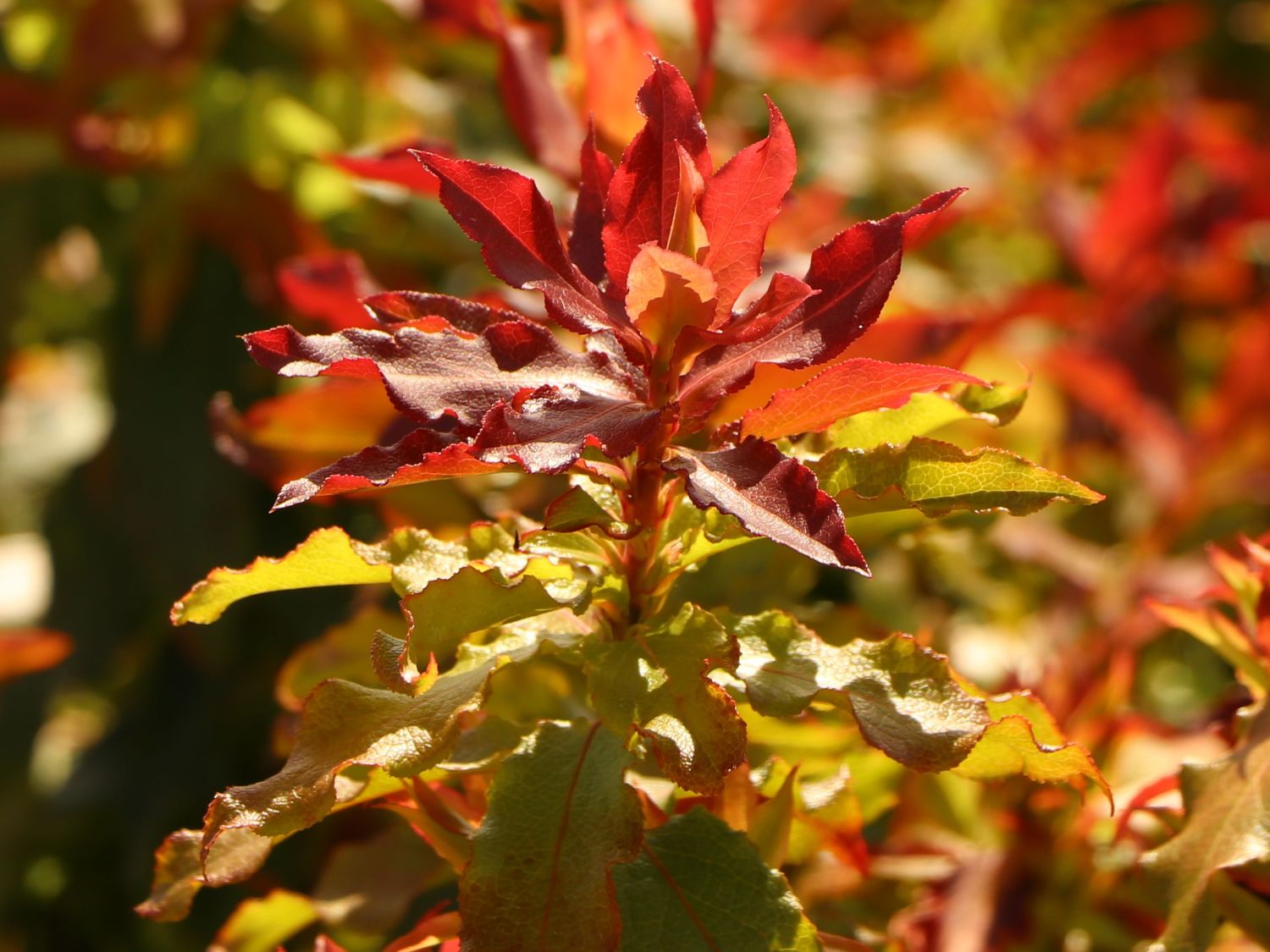 Heidelbeere 'Lucky Berry' ® - Vaccinium corymbosum 'Lucky Berry' ®
