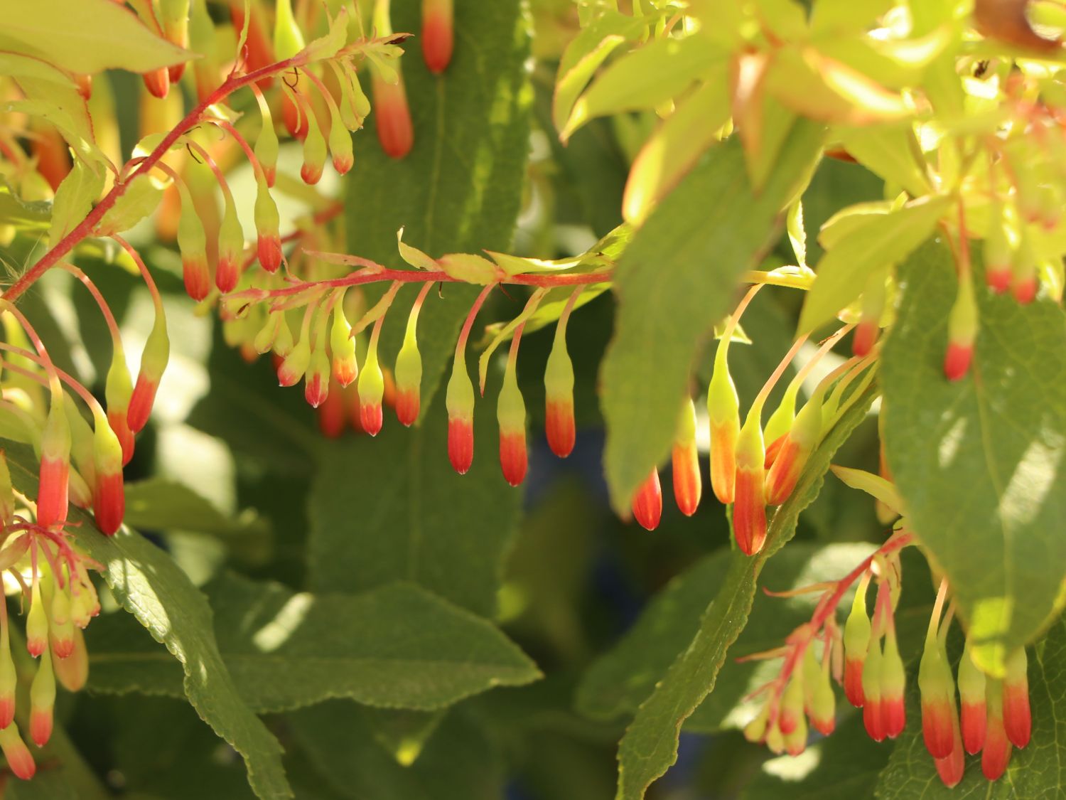 Heidelbeere 'Lucky Berry' ® - Vaccinium corymbosum 'Lucky Berry' ®