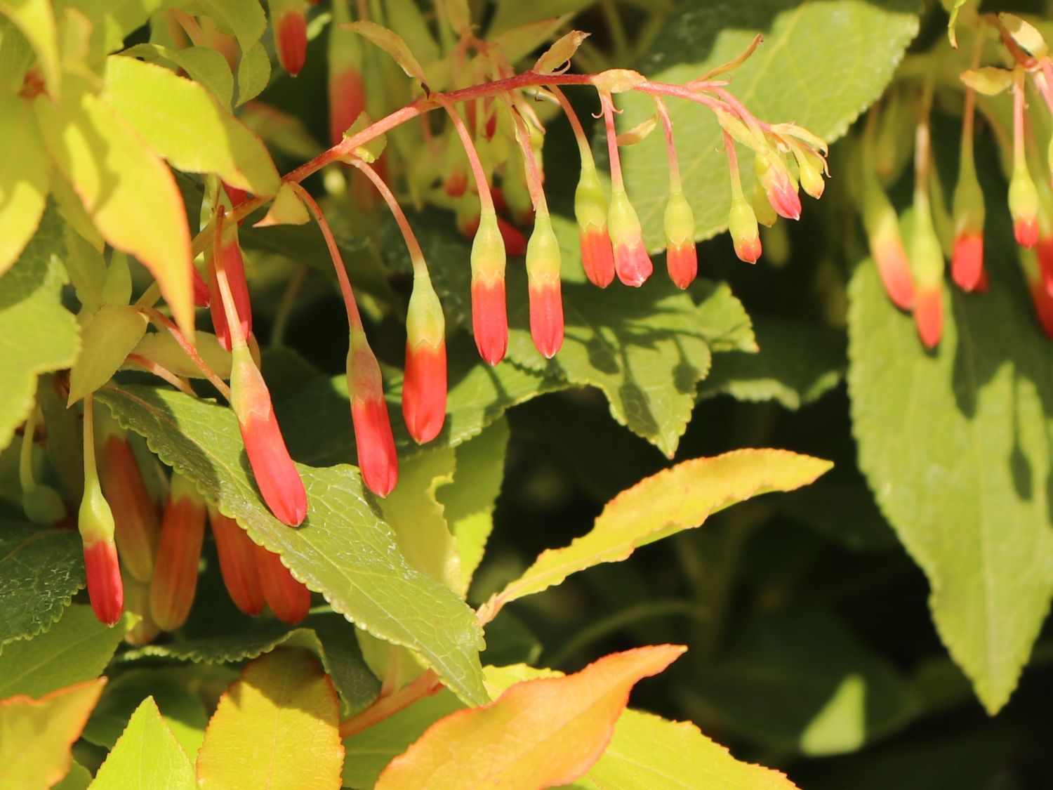 Heidelbeere 'Lucky Berry' ® - Vaccinium corymbosum 'Lucky Berry' ®