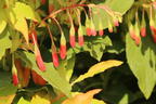 Heidelbeere 'Lucky Berry' ® - Vaccinium corymbosum 'Lucky Berry' ®