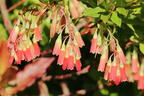 Heidelbeere 'Lucky Berry' ® - Vaccinium corymbosum 'Lucky Berry' ®