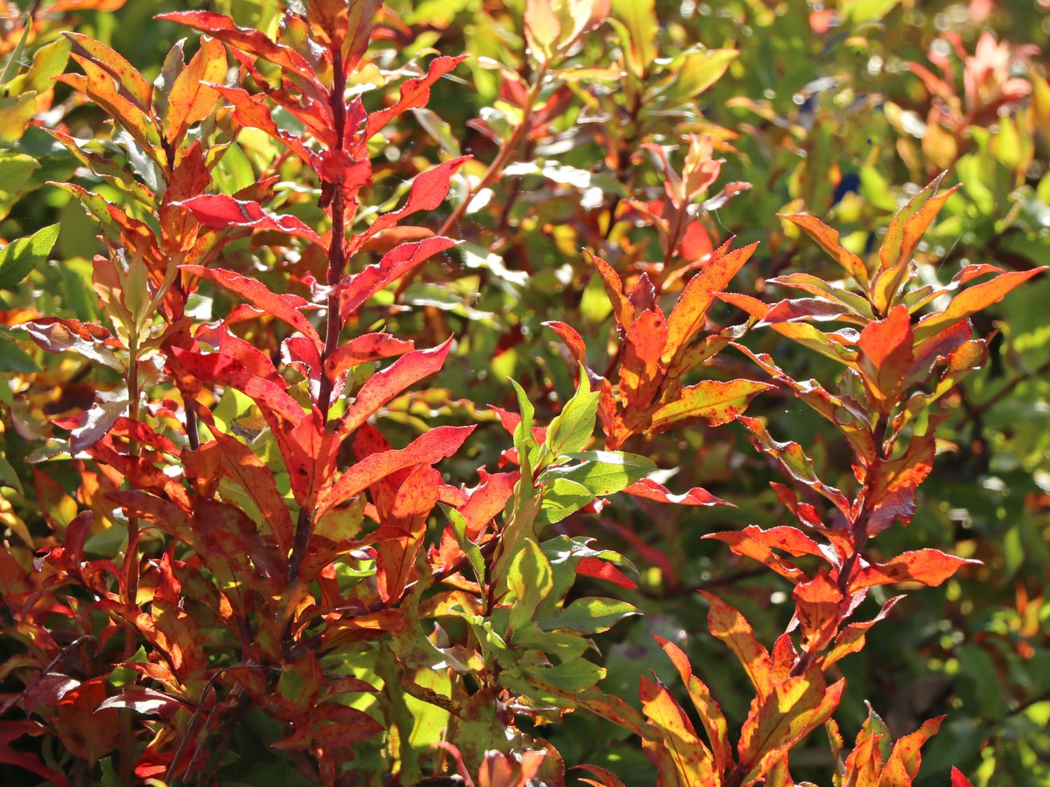 Heidelbeere 'Lucky Berry' ® - Vaccinium corymbosum 'Lucky Berry' ®