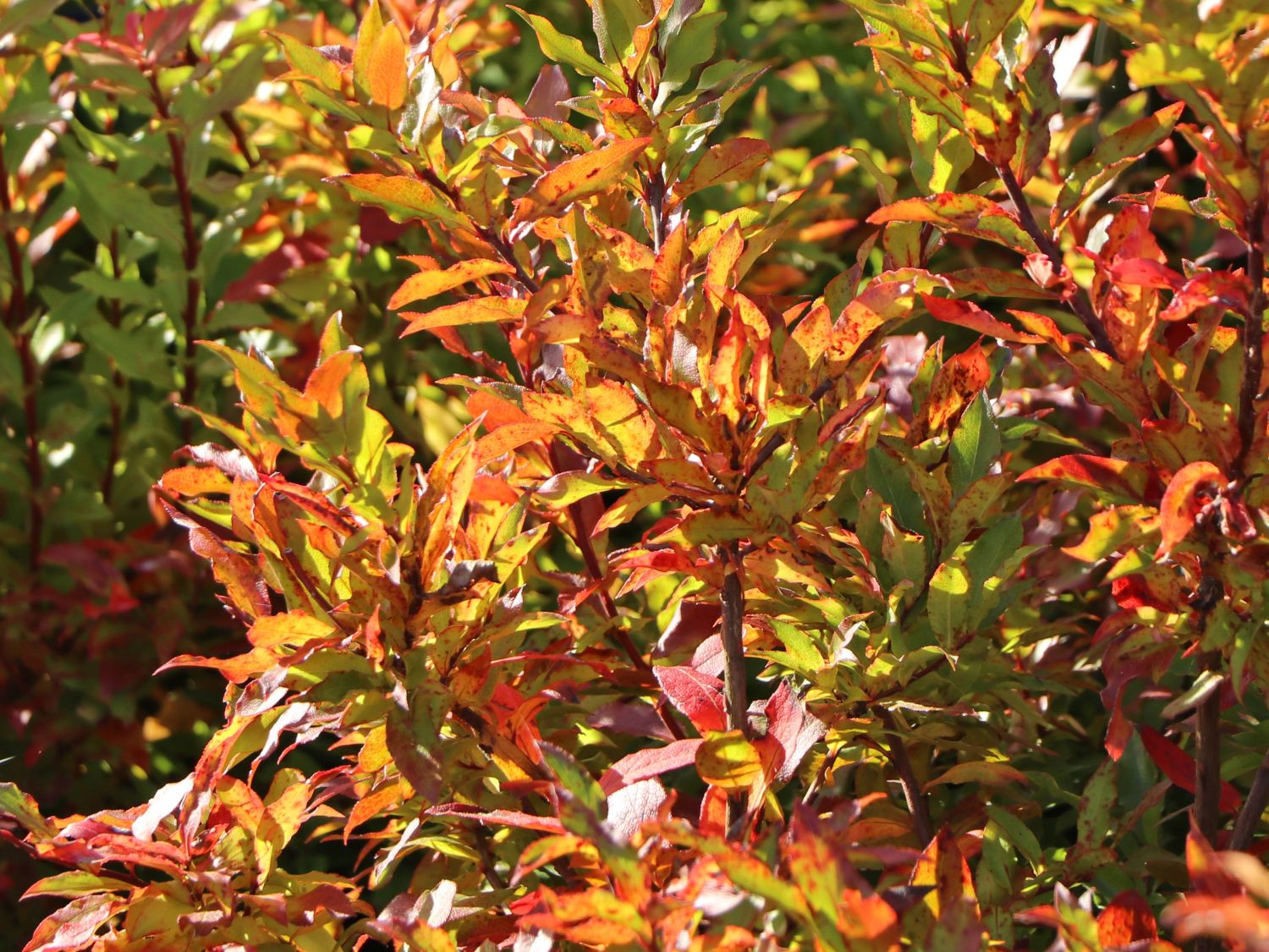 Heidelbeere 'Lucky Berry' ® - Vaccinium corymbosum 'Lucky Berry' ®