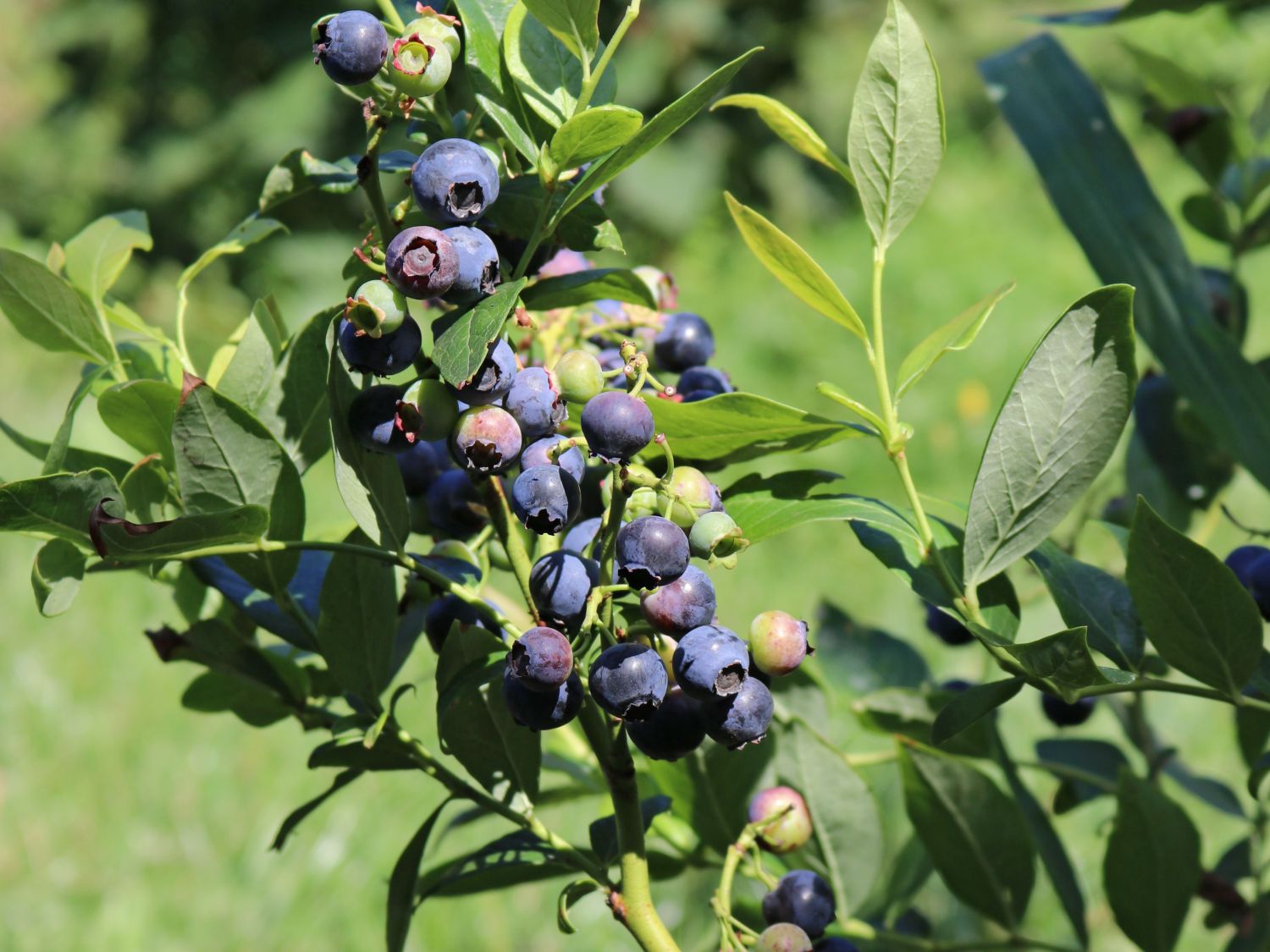 Heidelbeere 'Northland'