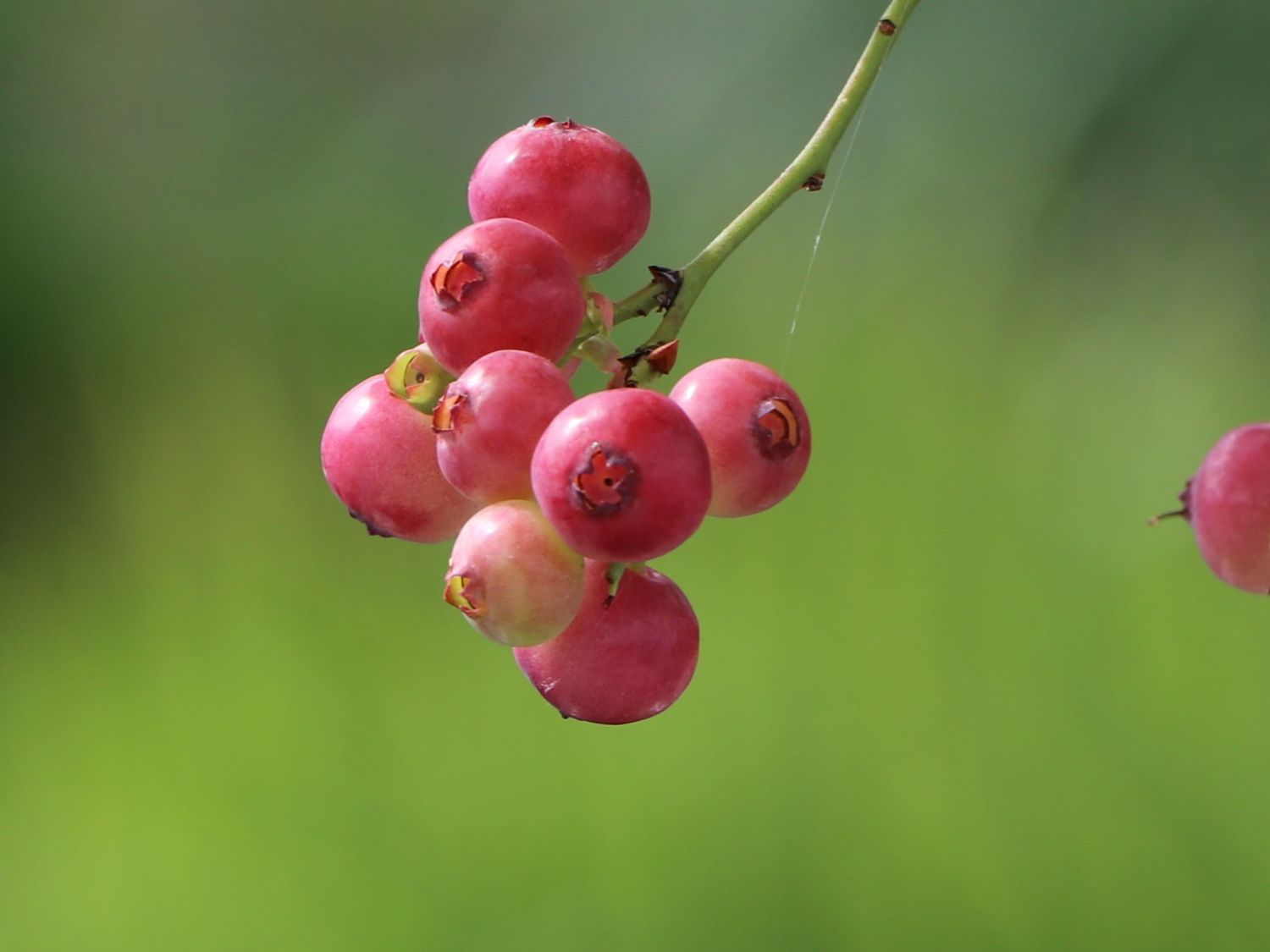 Heidelbeere 'Pink Bonbons' ® / 'Minipink1'