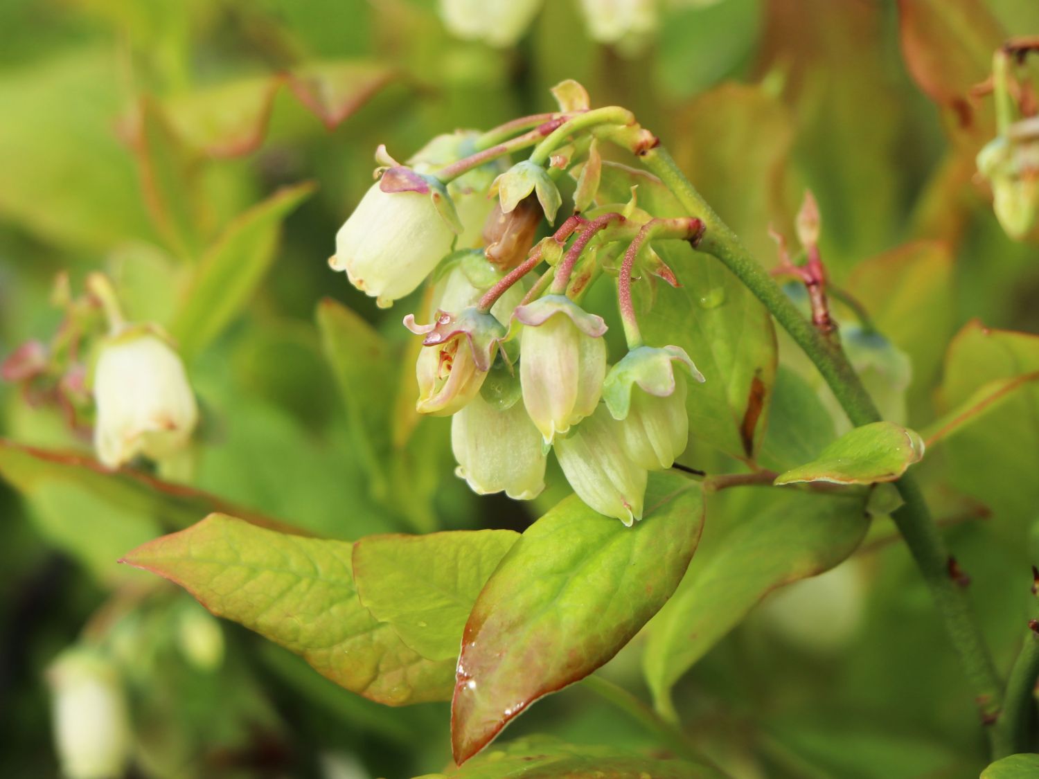 Heidelbeere 'Pink Bonbons' ® / 'Minipink1' - Vaccinium corymbosum 'Pink Bonbons' ® / 'Minipink1'