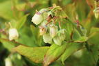 Heidelbeere 'Pink Bonbons' ® / 'Minipink1' - Vaccinium corymbosum 'Pink Bonbons' ® / 'Minipink1'