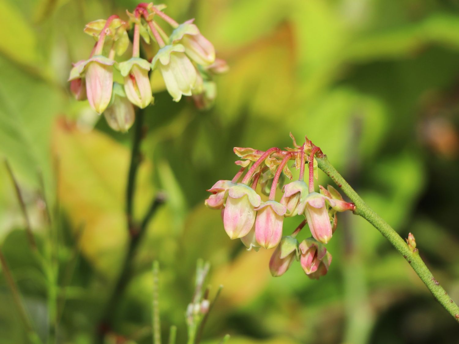 Heidelbeere 'Pink Bonbons' ® / 'Minipink1' - Vaccinium corymbosum 'Pink Bonbons' ® / 'Minipink1'