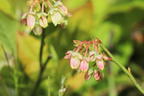 Heidelbeere 'Pink Bonbons' ® / 'Minipink1' - Vaccinium corymbosum 'Pink Bonbons' ® / 'Minipink1'