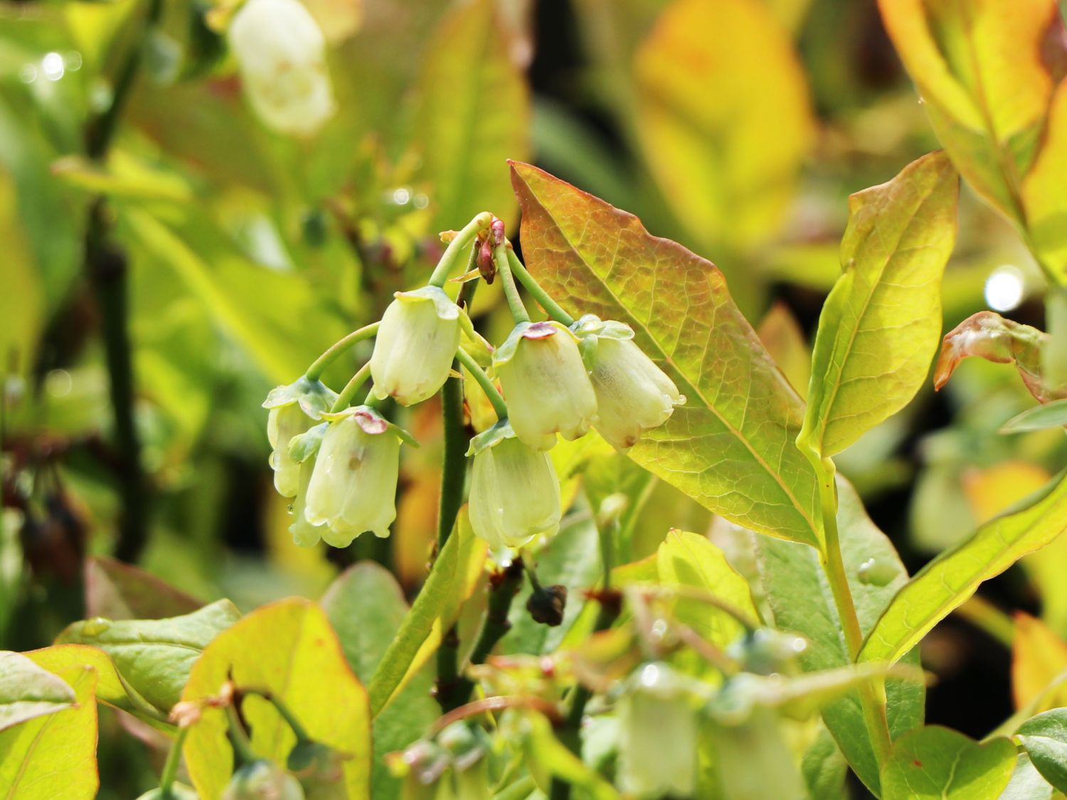 Heidelbeere 'Pink Bonbons' ® / 'Minipink1' - Vaccinium corymbosum 'Pink Bonbons' ® / 'Minipink1'
