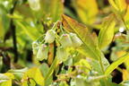 Heidelbeere 'Pink Bonbons' ® / 'Minipink1' - Vaccinium corymbosum 'Pink Bonbons' ® / 'Minipink1'