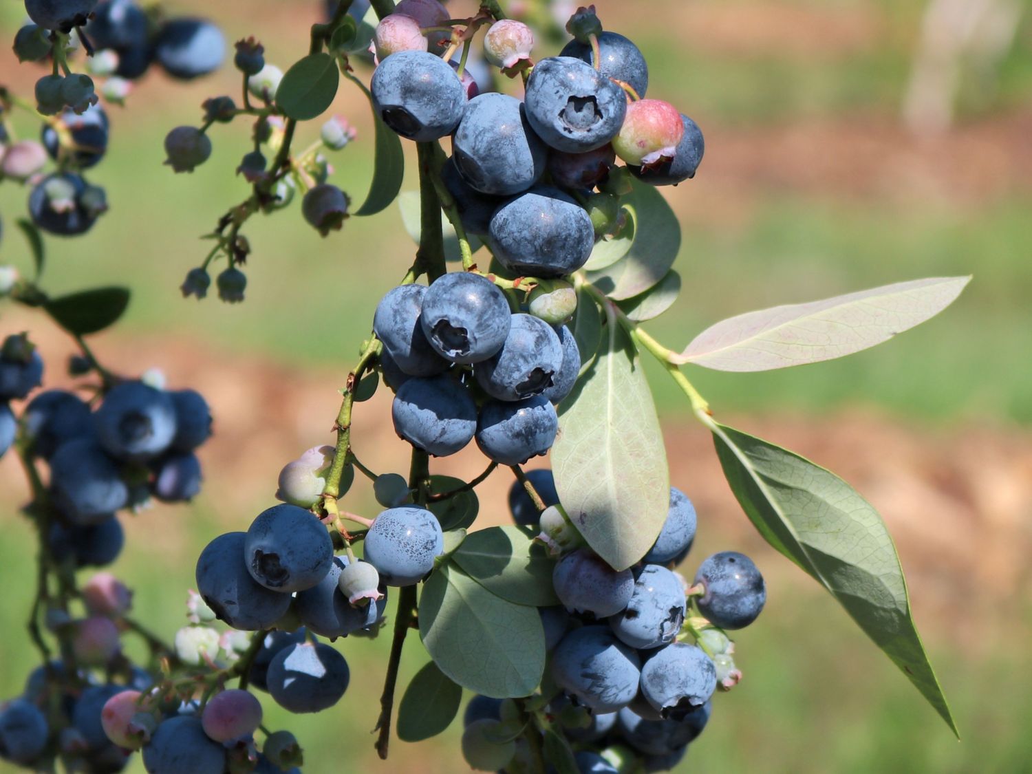 Heidelbeere 'Polaris'