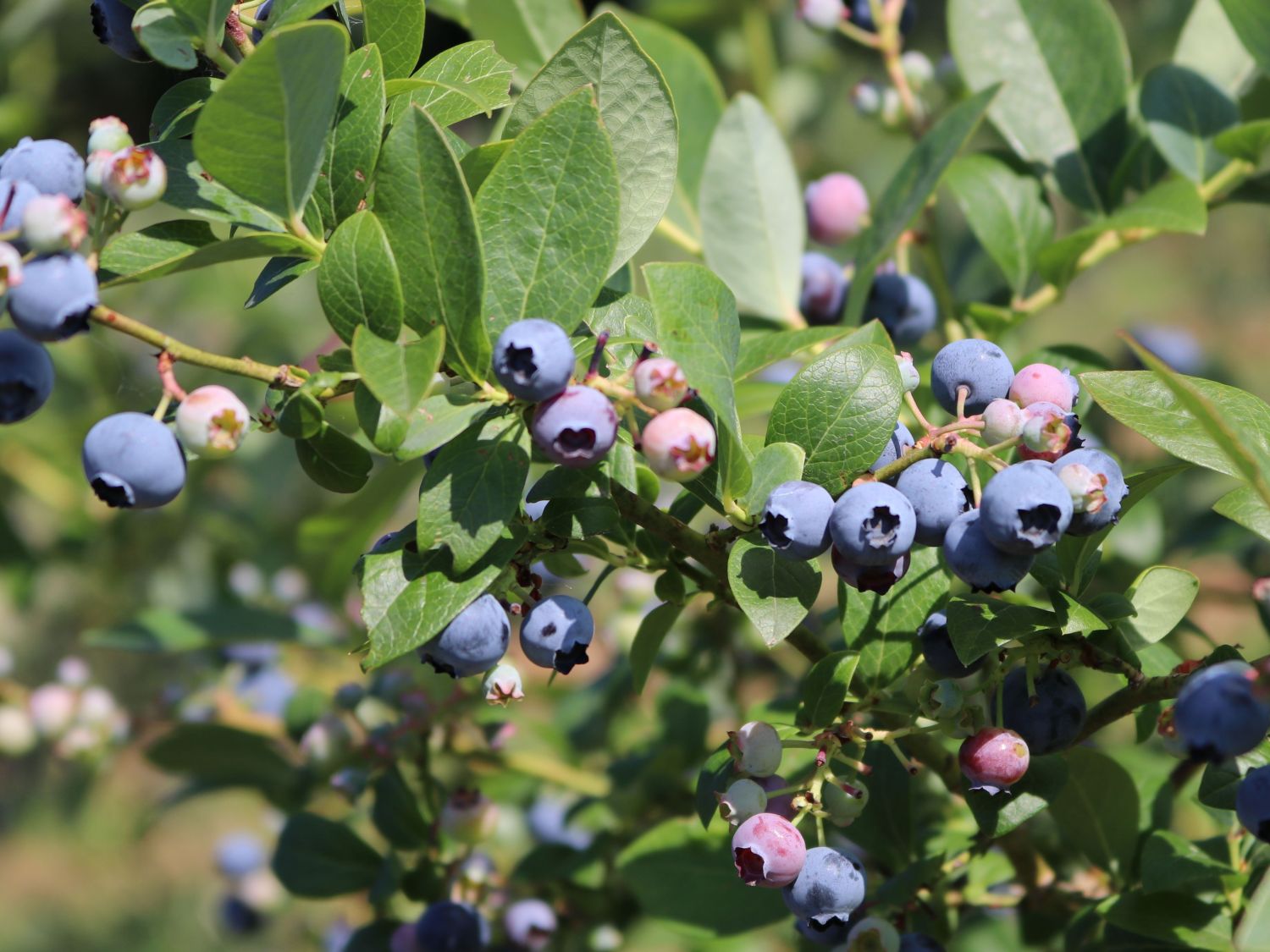 Heidelbeere 'Poppins'