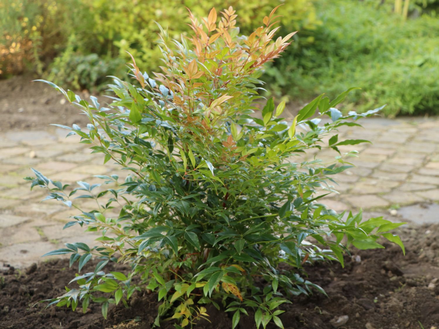 Heiliger Bambus / Himmelsbambus 'Gulf Stream' - Nandina domestica 'Gulf Stream'