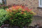 Heiliger Bambus / Himmelsbambus 'Gulf Stream' - Nandina domestica 'Gulf Stream'