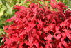 Heiliger Bambus / Himmelsbambus 'Gulf Stream' - Nandina domestica 'Gulf Stream'