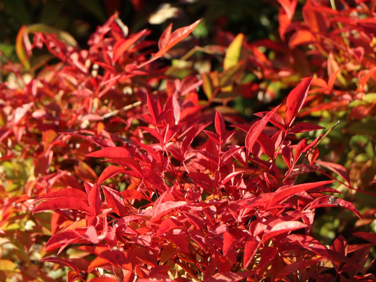 Heiliger Bambus / Himmelsbambus 'Gulf Stream' - Nandina domestica 'Gulf Stream'
