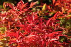 Heiliger Bambus / Himmelsbambus 'Gulf Stream' - Nandina domestica 'Gulf Stream'
