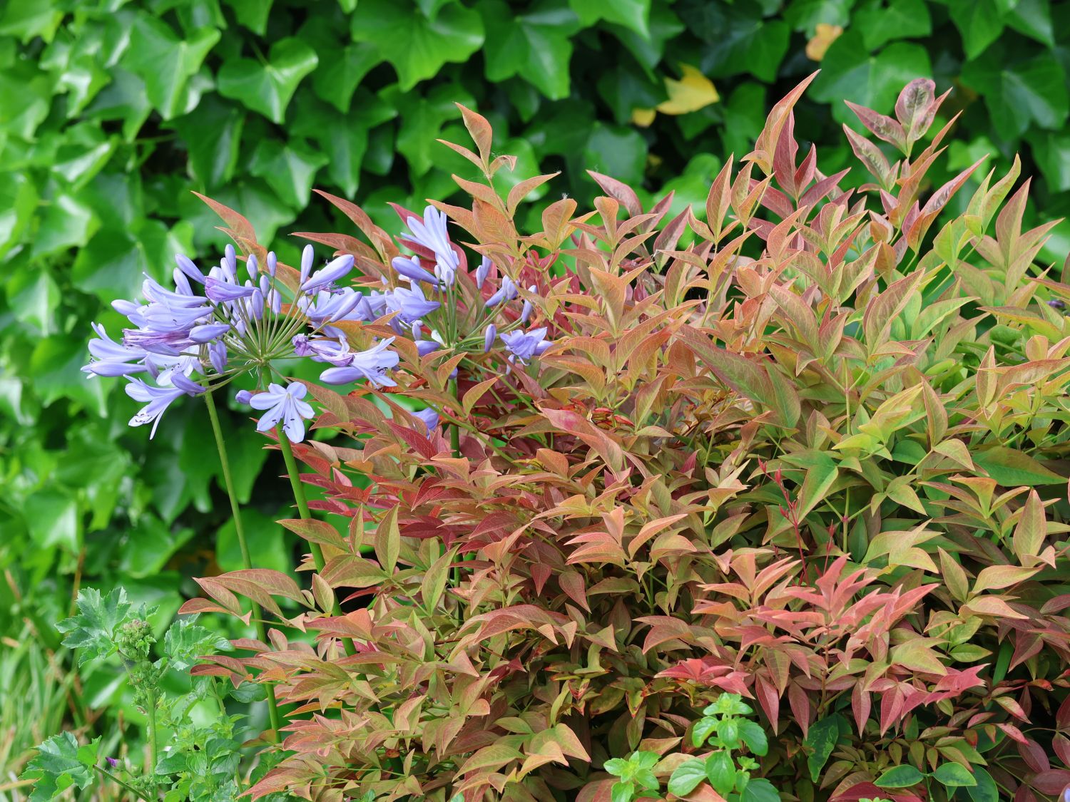 Heiliger Bambus / Himmelsbambus 'Gulf Stream' - Nandina domestica 'Gulf Stream'
