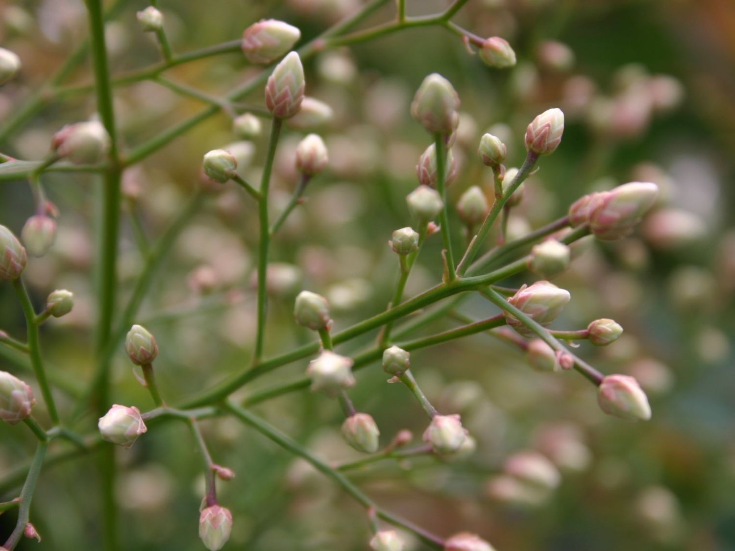 Heiliger Bambus / Himmelsbambus - Nandina domestica
