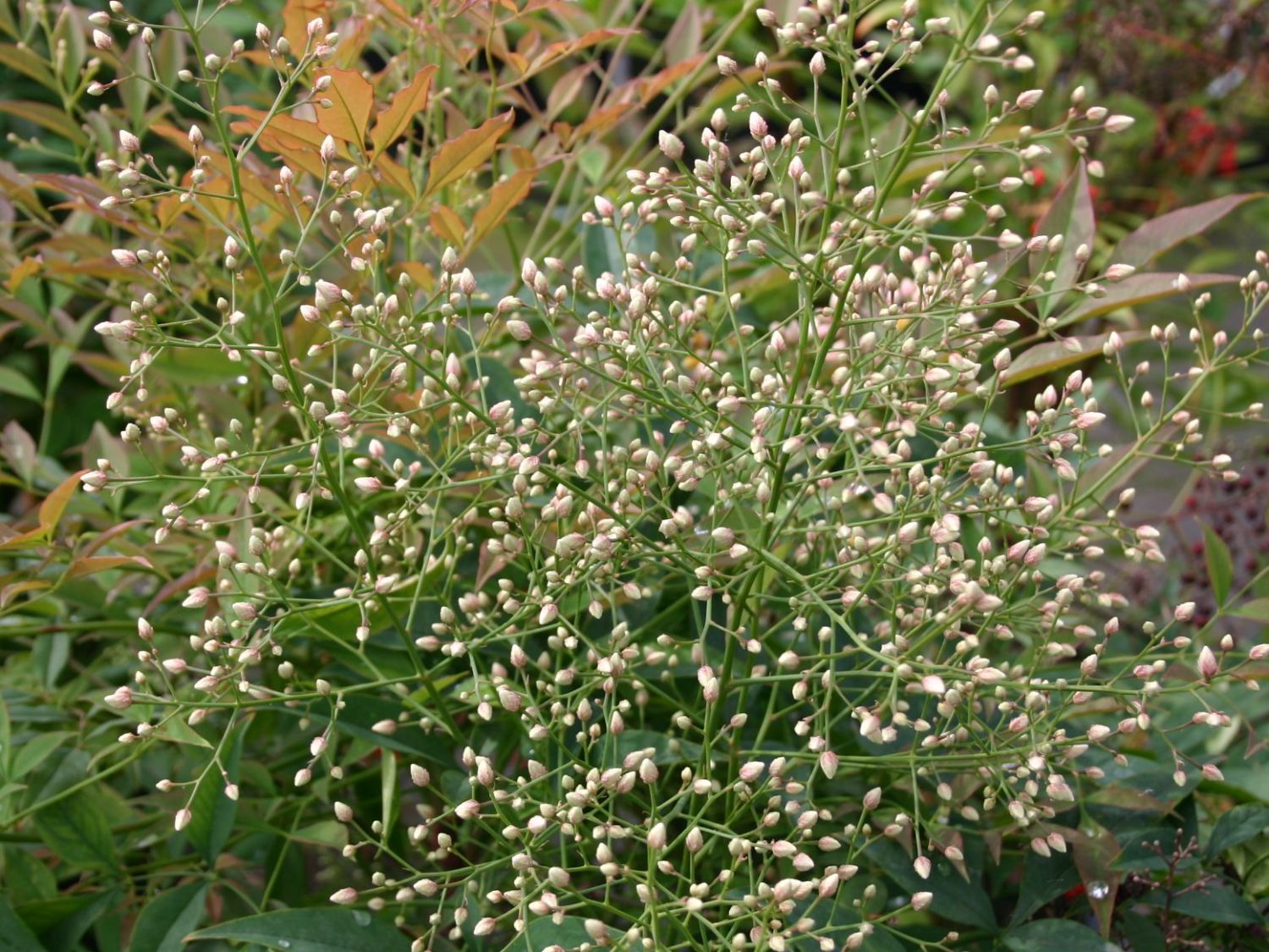 Heiliger Bambus / Himmelsbambus - Nandina domestica