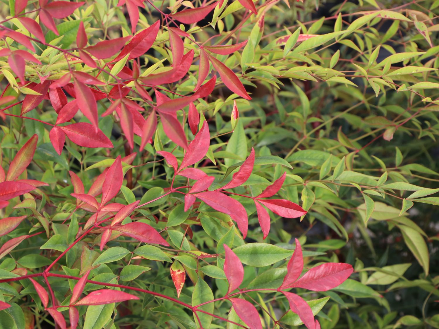 Heiliger Bambus / Himmelsbambus - Nandina domestica