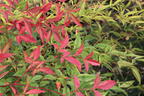 Heiliger Bambus / Himmelsbambus - Nandina domestica