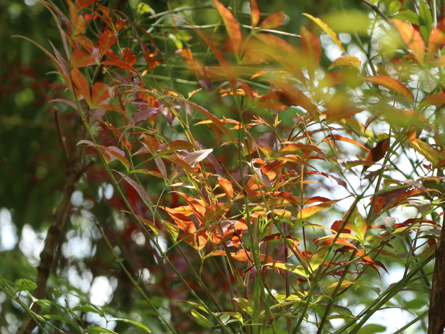 Heiliger Bambus / Himmelsbambus - Nandina domestica