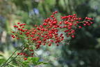 Heiliger Bambus / Himmelsbambus - Nandina domestica