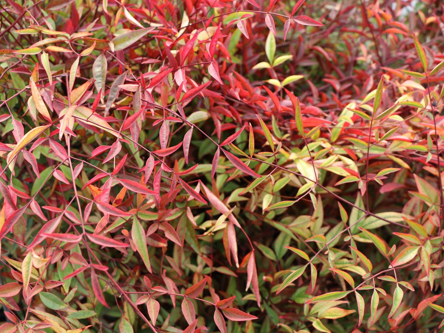 Heiliger Bambus / Himmelsbambus - Nandina domestica