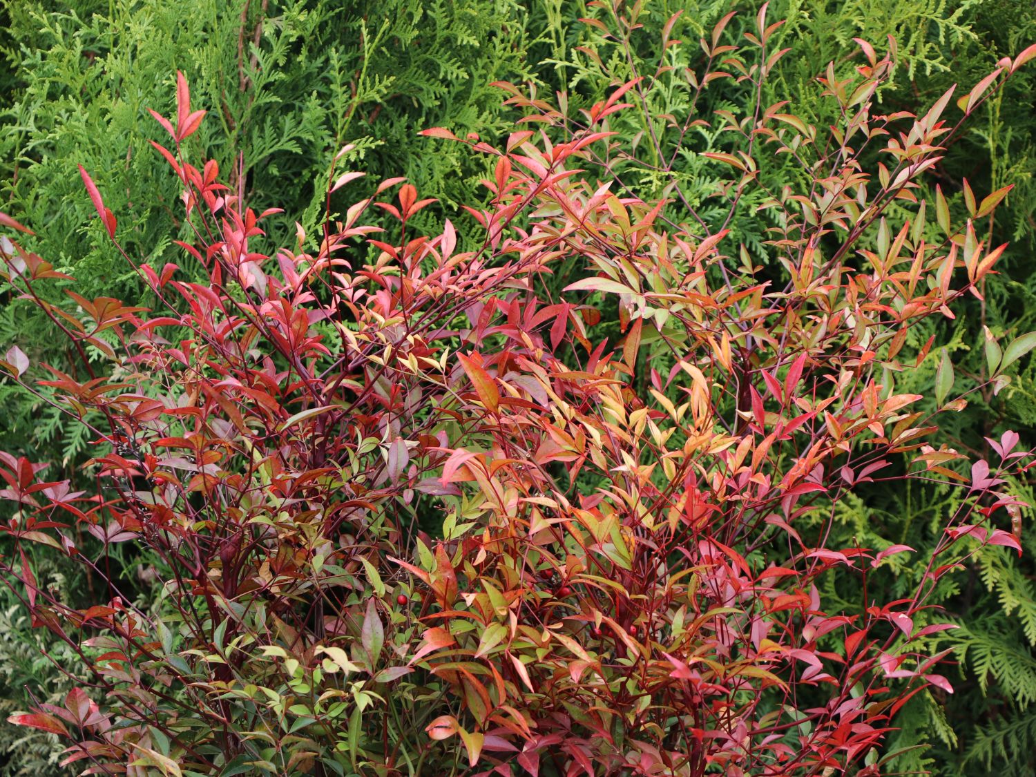 Heavenly Bamboo (Nandina)