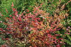 Heiliger Bambus / Himmelsbambus - Nandina domestica