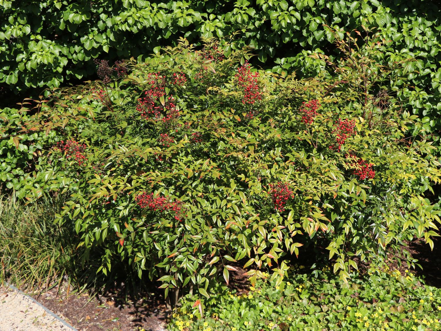 Heiliger Bambus / Himmelsbambus - Nandina domestica