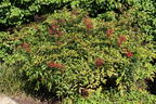 Heiliger Bambus / Himmelsbambus - Nandina domestica